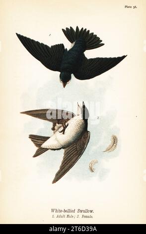 Tree swallow, Tachycineta bicolor. White-bellied swallow, adult male 1, female 2. Chromolithograph after an ornithological illustration by John James Audubon from Benjamin Harry Warrens Report on the Birds of Pennsylvania, E.K. Mayers, Harrisburg, 1890. Stock Photo