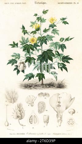 Cotton plant with flowers and bolls, Gossypium barbadense. Cotonnier a feuilles de vigne. Gossypium vitifolium. Handcoloured steel engraving by Felicie Fournier after an illustration by Louis Joseph Edouard Maubert from Charles d'Orbigny's Dictionnaire Universel d'Histoire Naturelle (Universal Dictionary of Natural History), Paris, 1849. Stock Photo