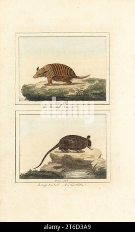 Six-banded armadillo, Euphractus sexcinctus 127, and nine-banded armadillo, . Dasypus novemcinctus 128. Handcoloured copperplate engraving after Jacques de Seve from James Smith Barrs edition of Comte Buffons Natural History, A Theory of the Earth, General History of Man, Brute Creation, Vegetables, Minerals, T. Gillet, H. D. Symonds, Paternoster Row, London, 1807. Stock Photo