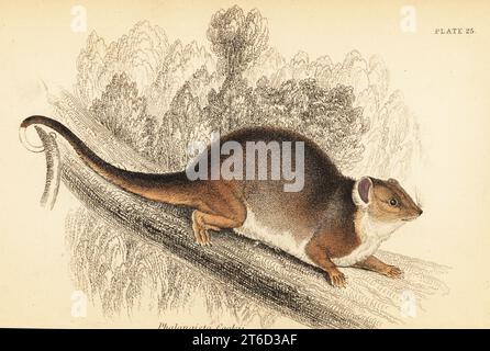 Common ringtail possum, Pseudocheirus peregrinus. Viverrine phalanger, Phalangista viverrina (Phalangista cookii on engraving). Handcoloured steel engraving by Lizars after an illustration by George Robert Waterhouse from his Marsupialia or Pouched Animals, Volume XI of the Naturalists Library, W. H. Lizars, Edinburgh, 1841. Waterhouse (1810-1888) was curator at the Zoological Society of Londons museum. Stock Photo