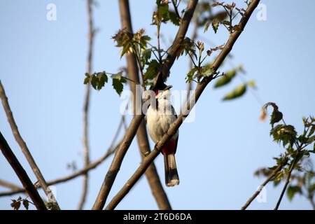 Red-whiskered bulbul (Pycnonotus jocosus) on a tree : (pix Sanjiv Shukla) Stock Photo