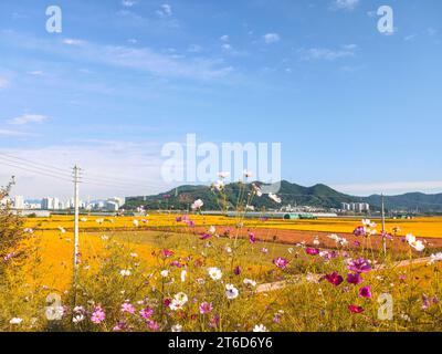 Beautiful cosmos flower blooming in the field on nature background Stock Photo