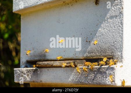 Bees buzzing around arriving and departing the entrance to hive in back garden Stock Photo