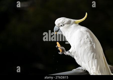 Bird portrait of sulphur crested cockatoo eating biscuit in foot and dropping crumbs Stock Photo