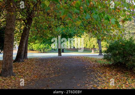 A tree-covered path with autumn-colored leaves on the ground leading to a sun-illuminated clearing in the background in Trout Lake park in Vancouver B Stock Photo