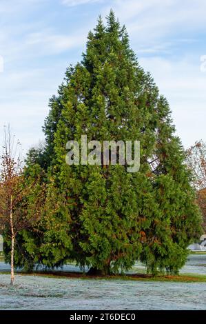 A cedar tree standing tall over a frosted grass field with a cloudy sky backdrop in Trout Lake park in Vancouver BC Canada Stock Photo