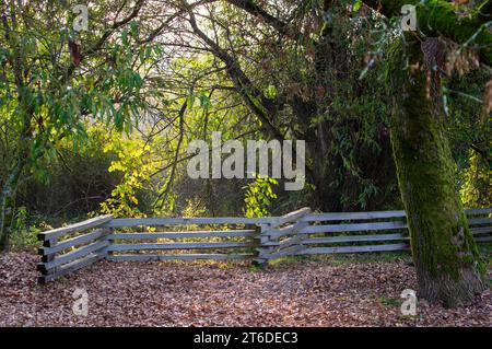 A quiet corner with fallen autumn-colored leaves on the ground, a wooden fence, a moss-covered tree, and trees and bushes in the background in Trout L Stock Photo