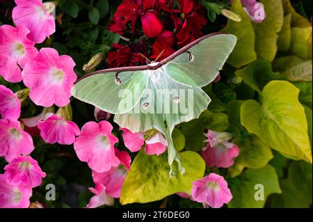 A luna moth, Actias luna, sitting on a barrel of assorted flowers in a garden in Speculator, NY USA Stock Photo