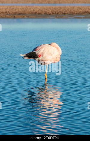 Andean flamingo resting in Laguna Chaxa at sunrise in the Atacama Desert in northern Chile. The bird is reflected in the water. Stock Photo