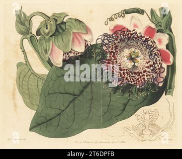 Giant granadilla, barbadine, grenadine, giant tumbo, badea, square-stemmed passion-flower or granadilla vine, Passiflora quadrangularis. Native to the West Indies, drawn in the Bayswater hothouse of Elizabeth Wright, la Comtesse de Vandes. Handcoloured copperplate engraving by P.W. Smith after a botanical illustration by Sydenham Edwards from his own Botanical Register, J. Ridgeway, London, 1815. Stock Photo