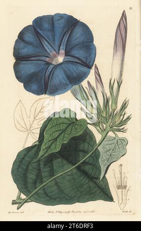 Blue morning glory, oceanblue morning glory, koali awa or blue dawn flower, Ipomoea indica. Native to South America, specimen drawn at the Bayswater hothouse of Mrs Elizabeth Wright, Comtesse de Vandes. Blue shrubby ipomoea, Ipomoea mutabilis. Handcoloured copperplate engraving by P.W. Smith after a botanical illustration by Sydenham Edwards from his own Botanical Register, J. Ridgeway, London, 1815. Stock Photo