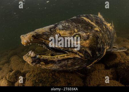 Chinook salmon (Oncorhynchus tshawytscha), a male fish in a river in California. These salmon migrate upriver to spawn to complete their lifecycle. Stock Photo