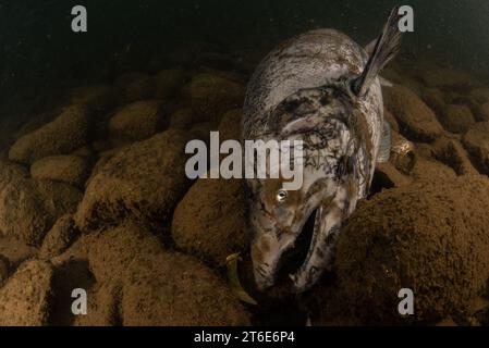 A dead Chinook salmon carcass (Oncorhynchus tshawytscha) lies on the bottom of a river in California, USA. Stock Photo