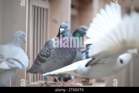 PRODUCTION - 30 October 2023, Baden-Württemberg, Königsbach-Stein: Breeding pigeons sit in a pigeon loft belonging to pigeon fancier A. Drapa. He has already won numerous competitions with his pigeons and sells animals worldwide. The breeder from the Enzkreis region lives for his animals. (to dpa 'Racing pigeons from Baden in demand worldwide') Photo: Bernd Weißbrod/dpa Stock Photo