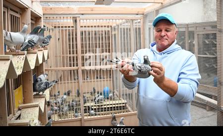 PRODUCTION - 30 October 2023, Baden-Württemberg, Königsbach-Stein: Pigeon fancier Andreas Drapa keeps a breeding pigeon in a pigeon loft. He has already won numerous competitions with his pigeons and sells animals worldwide. The breeder from the Enzkreis region lives for his animals. (to dpa 'Racing pigeons from Baden in demand worldwide') Photo: Bernd Weißbrod/dpa Stock Photo