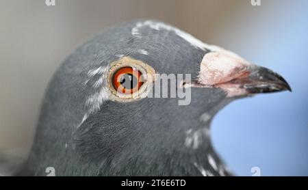 PRODUCTION - 30 October 2023, Baden-Württemberg, Königsbach-Stein: Pigeon 'Maverick' from pigeon fancier A. Drapa. The breeder from the Enzkreis region lives for his animals. At 14 months old, the pigeon has already won nine out of eleven races. (to dpa 'Racing pigeons from Baden in demand worldwide') Photo: Bernd Weißbrod/dpa Stock Photo