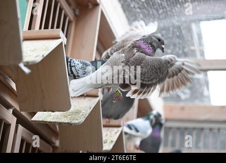 PRODUCTION - 30 October 2023, Baden-Württemberg, Königsbach-Stein: Breeding pigeons sit in a pigeon loft belonging to pigeon fancier A. Drapa. He has already won numerous competitions with his pigeons and sells animals worldwide. The breeder from the Enzkreis region lives for his animals. (to dpa 'Racing pigeons from Baden in demand worldwide') Photo: Bernd Weißbrod/dpa Stock Photo