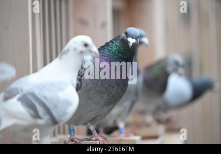 PRODUCTION - 30 October 2023, Baden-Württemberg, Königsbach-Stein: Breeding pigeons sit in a pigeon loft belonging to pigeon fancier A. Drapa. He has already won numerous competitions with his pigeons and sells animals worldwide. The breeder from the Enzkreis region lives for his animals. (to dpa 'Racing pigeons from Baden in demand worldwide') Photo: Bernd Weißbrod/dpa Stock Photo