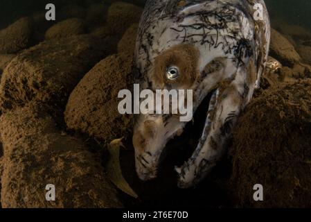 A dead Chinook salmon carcass (Oncorhynchus tshawytscha) lies on the bottom of a river in California, USA. Stock Photo