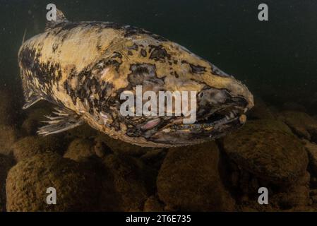 A zombie Chinook salmon (Oncorhynchus tshawytscha) near death after spawning and completing its lifecycle in a California river. Stock Photo