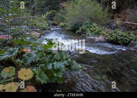 Darmera peltata, the Indian rhubarb or umbrella plant grows alongside Butte Creek in California, USA. Stock Photo