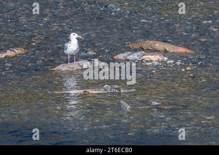 A western gull (Larus occidentalis) scavenging dead salmon that have passed on and washed up in a California river. Stock Photo