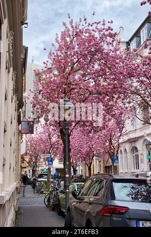 Bonn, Germany - April 16, 2021: Pink cherry blossoms on trees lining a street with buildings and cars in Bonn, Germany on a spring day. Stock Photo