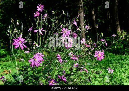 Many delicate fresh pink flowers of Anemone hupehensis plant, known as Prinz Heinrich Chinese or Japanese anemone, thimbleweed or windflower in a sunn Stock Photo