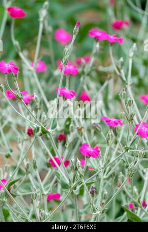 Lychnis coronaria, Rose campion, dusty miller, mullein-pink, bloody William, silver grey foliage,  strong pink flowers Stock Photo