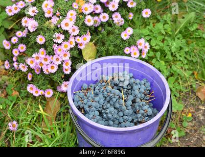 Blue vine grapes. Grapes for making red wine. Detailed view of a blue grape vines in a garden in autumn Stock Photo