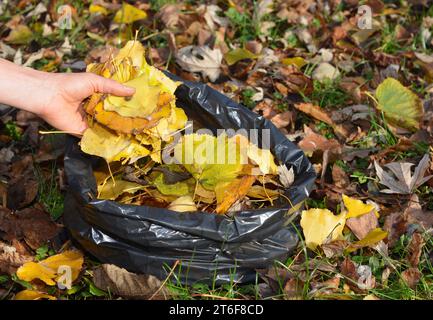 Gardener cleanup and collect fallen leaves in a bag with hands in autumn garden. Autumn leaves are nature's own soil improver, recycling nutrients. Stock Photo