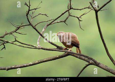 A lone Jungle babbler (Argya striata) perched on the branch of a dead tree and with a green nature background in Goa, India. Stock Photo