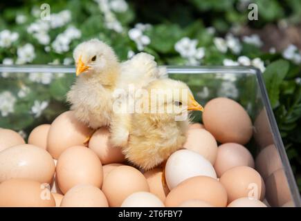 several dozen freshly collected chicken eggs and two hatched chicks on them. Poultry farming. raising chickens. spring season, new life Stock Photo