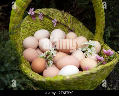 several dozen freshly collected chicken eggs in a basket, blooming spring branches, top view. Preparation for Easter. poultry farming, environmentally Stock Photo