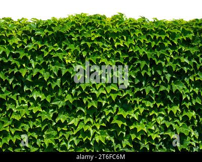 green ivy isolated on white background Stock Photo