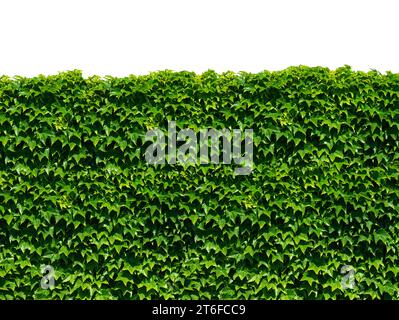 green ivy isolated on white background Stock Photo