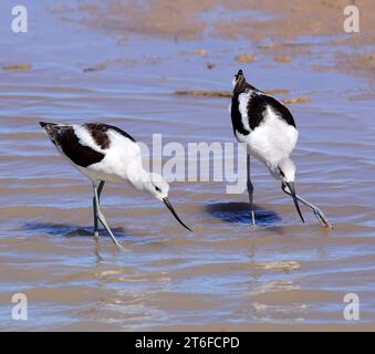 pair of american avocets  foraging in a lake at bosque del apache national wildlife refuge in san antonio, new mexico Stock Photo