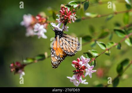 Monarch butterfly (Danaus plexippus) sitting on a flower, Madeira, Portugal Stock Photo