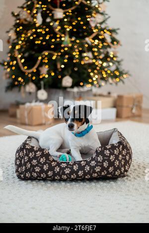 Jack Russell Terrier lies on a bed and near toy under a holiday tree with wrapped gift boxes and holiday lights. Festive background, close-up Stock Photo