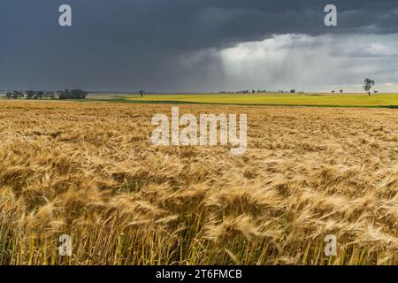 Heavy rain falling over a grain crop on farmland at Moolort in Central Victoria, Australia Stock Photo