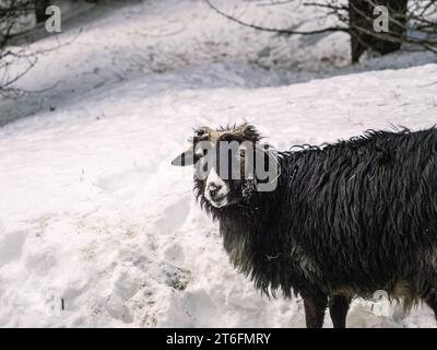 Single black sheep in deep snow, looking towards the camera, organic wool fur Stock Photo