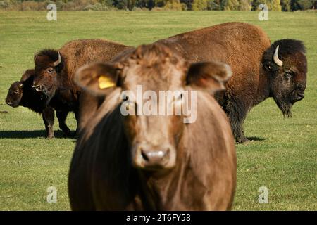 Kunejovice, Czech Republic. 07th Nov, 2023. A private farm from Kunejovice in the Pilsen region breeds unusual types of livestock. It manages about 1000 hectares of fields, meadows and pastures, November 7, 2023. Credit: Miroslav Chaloupka/CTK Photo/Alamy Live News Stock Photo
