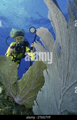 Female scuba diver with camera approaches large sea fans. Stock Photo