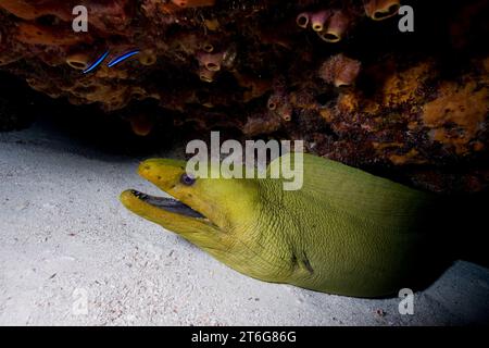 Green moray eel (Gymnothorax funebris) at cleaning station, Key Largo, Florida. Stock Photo