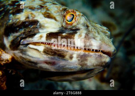 Underwater close-up of Sand diver (synodus intermedius) on a coral reef in Bonaire. Stock Photo