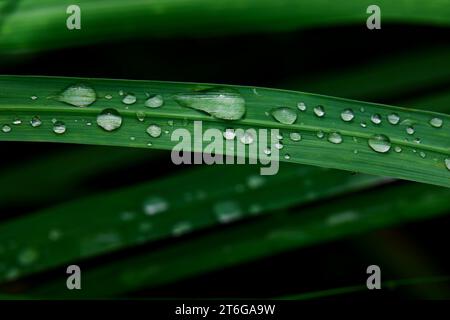 Close-up of water drops on grass of blade Stock Photo