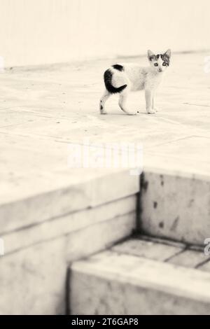 stray cat in the streets of Villajoyosa Stock Photo