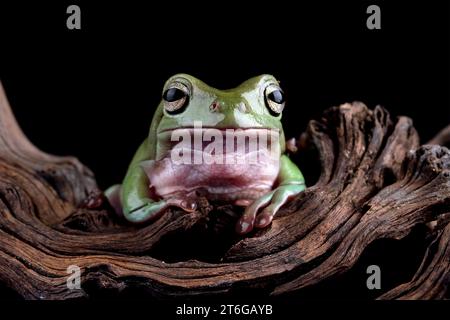 Dumpy frog sitting on wood Stock Photo