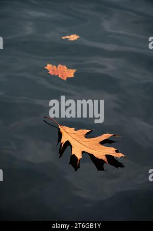 Close up of fallen leaves floating on surface of water on fall day. Stock Photo