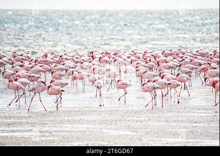 Close-up of flamingos in an Namibian bay Stock Photo